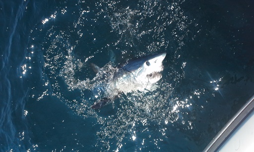 Picture of Shark